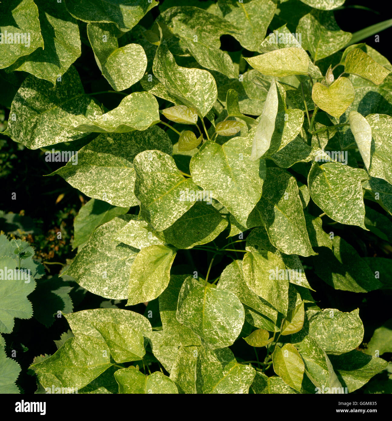 Catalpa bignonioides - `Variegata'   TRS070856 Stock Photo